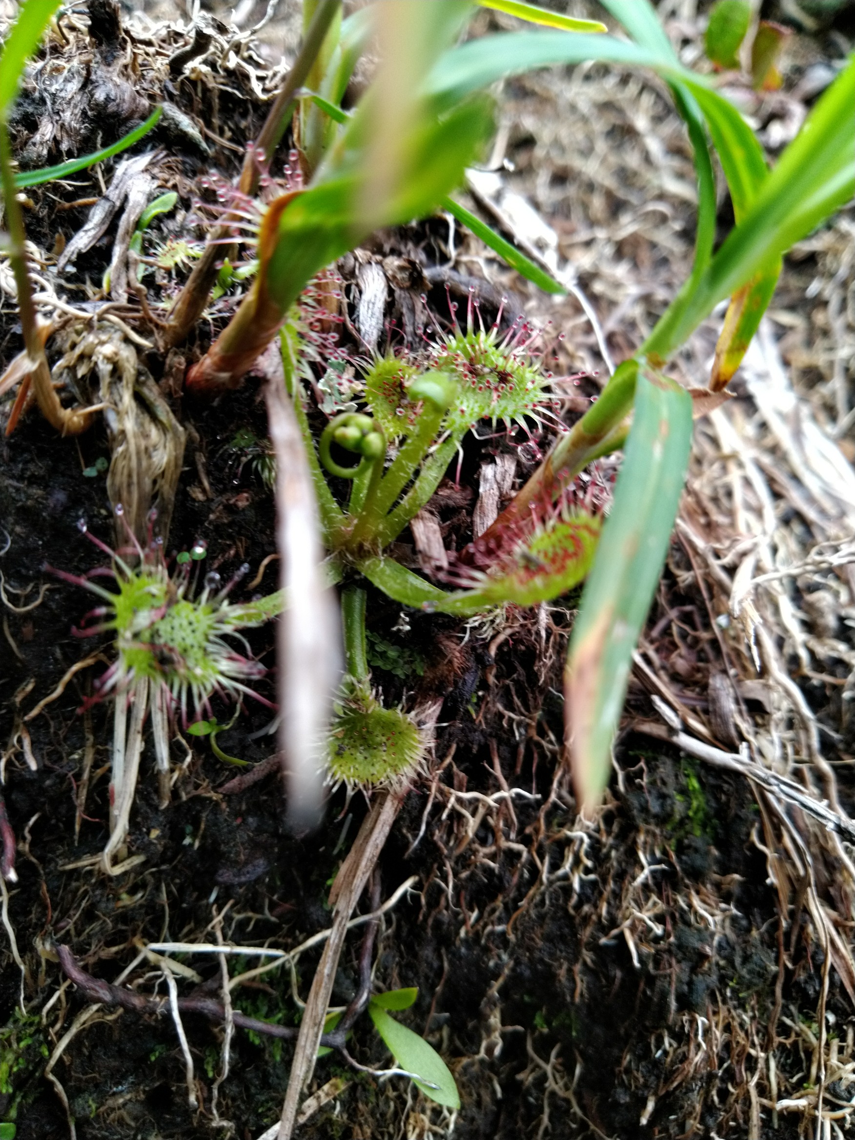 谷川岳 オキの耳 日帰り Takeさんの谷川岳 七ツ小屋山 大源太山の活動データ Yamap ヤマップ