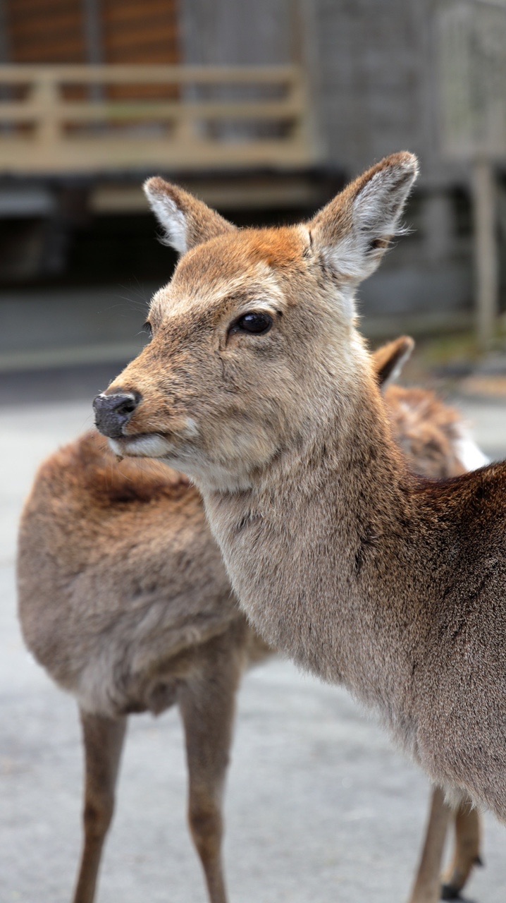 奥州金華山 みちのく山に 黄金華咲く みちのくあゆむさんの金華山 宮城県 牡鹿半島の活動日記 Yamap ヤマップ