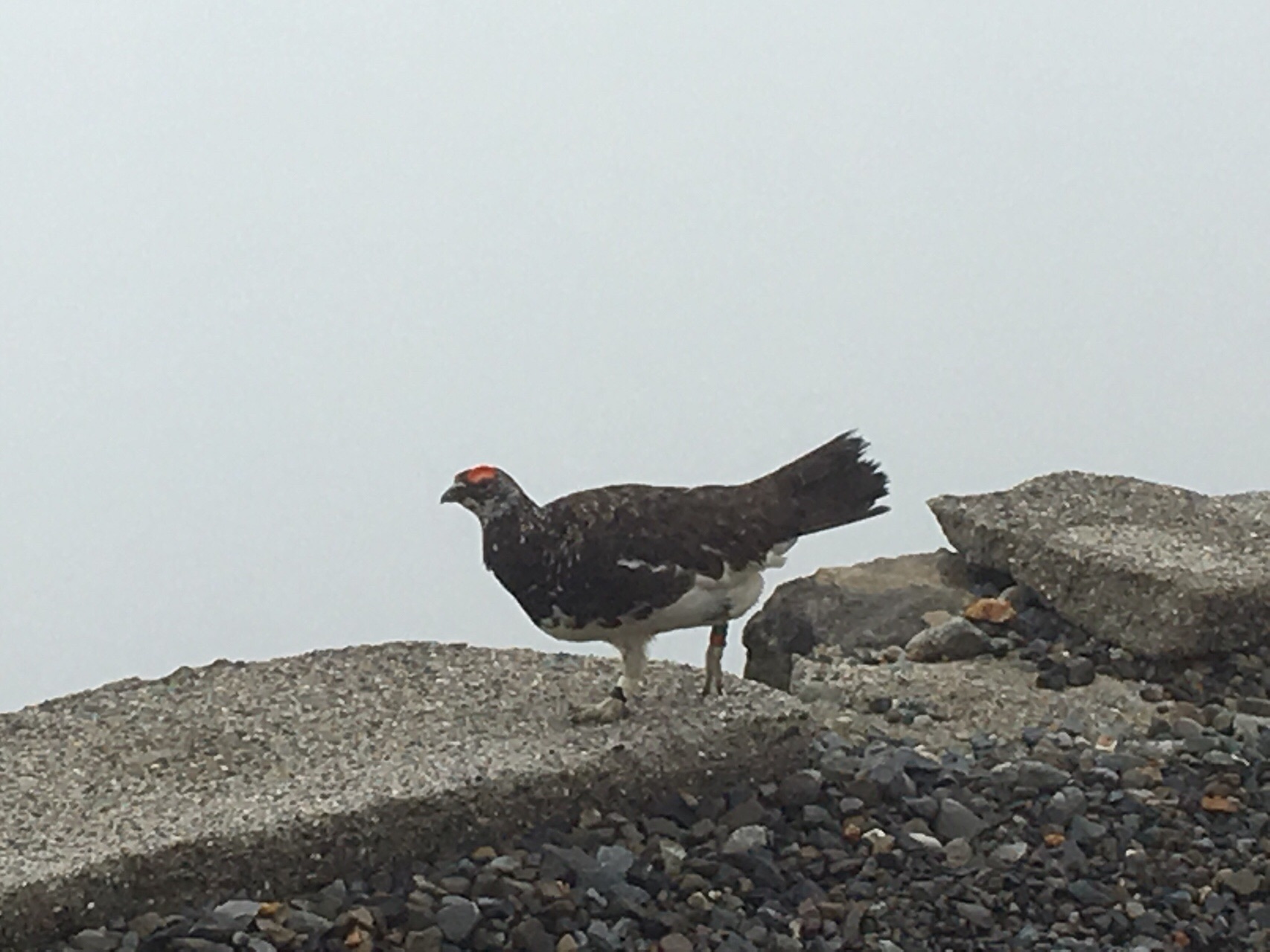 乗鞍岳 あきちゃん さんの乗鞍岳の活動日記 Yamap ヤマップ