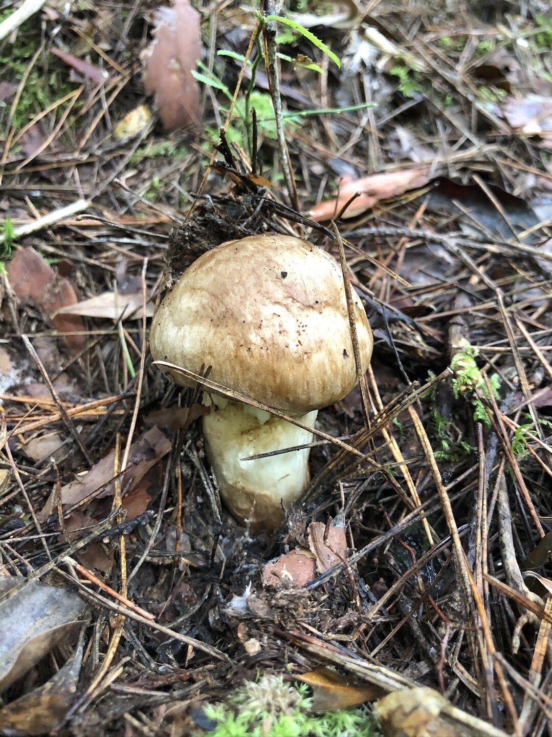 初秋のある日の山歩き Izuさんの金剛山 二上山 大和葛城山の活動日記 Yamap ヤマップ