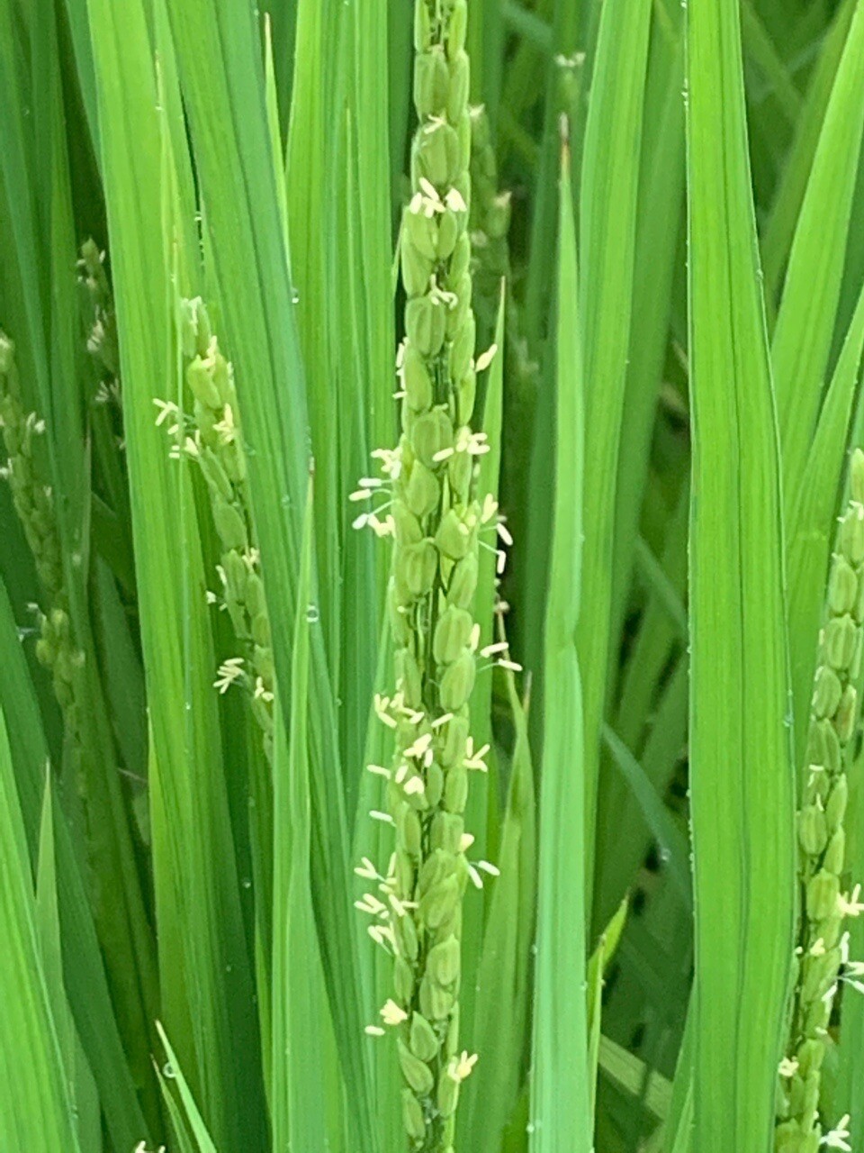 稲の花 初めて見ました 畦道の花も可愛... / ちかさんのモーメント | YAMAP / ヤマップ