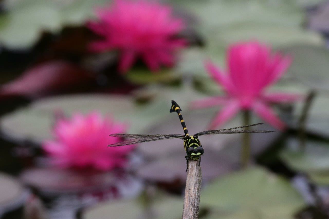 四万十市 トンボ自然公園 19 07 17 Iwaちゃんさんの四万十川 その4の活動データ Yamap ヤマップ