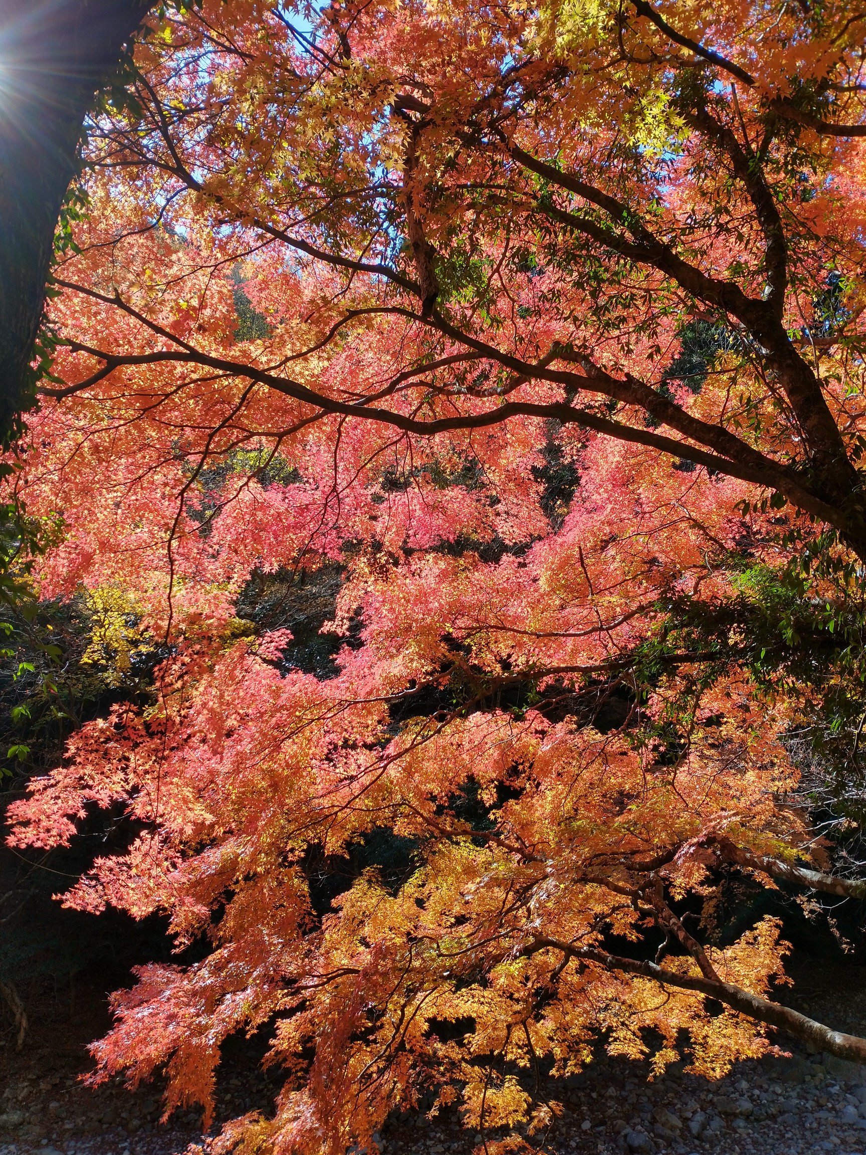日之影町 見立渓谷遊歩道ウォーキング 11 09 クロネコパンチさんのウォーキングの活動データ Yamap ヤマップ
