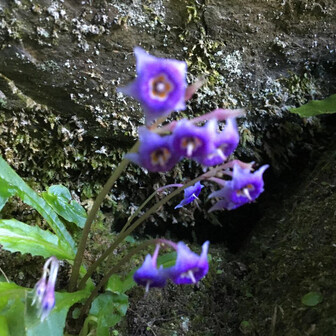 藍住のおげった