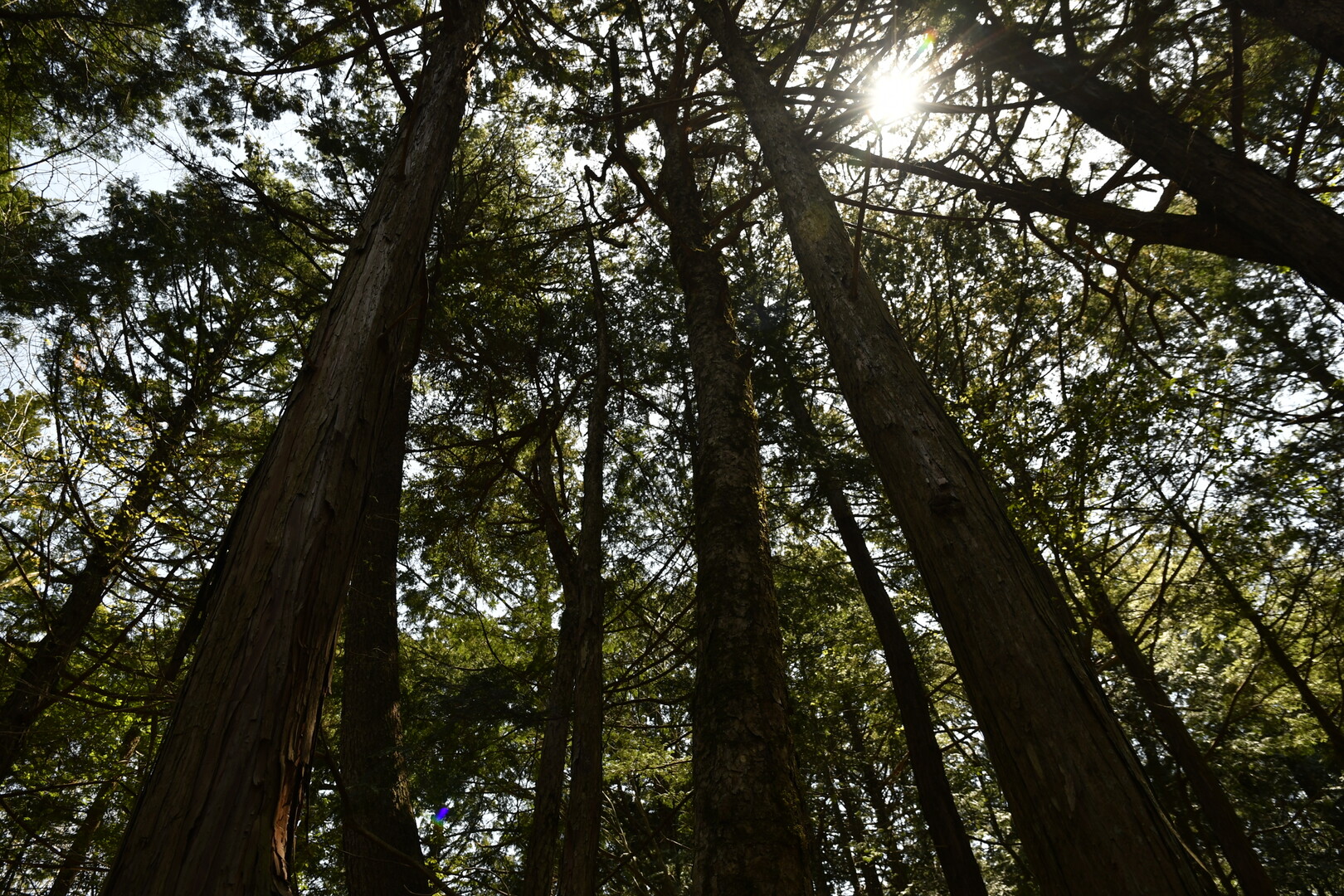 三湖台と青木ヶ原樹海 18 4 D40さんの節刀ヶ岳 破風山 足和田山の活動日記 Yamap ヤマップ