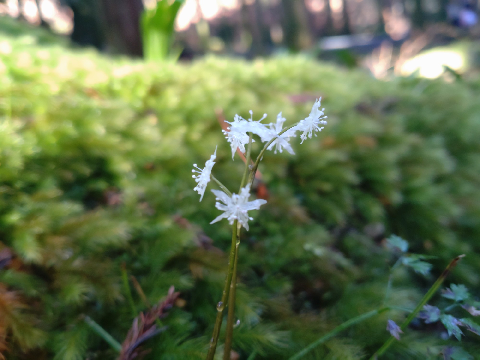 御岩山 御岩神社とセリバオウレン へろ助さんの日立アルプストレイル 神峯山の活動日記 Yamap ヤマップ