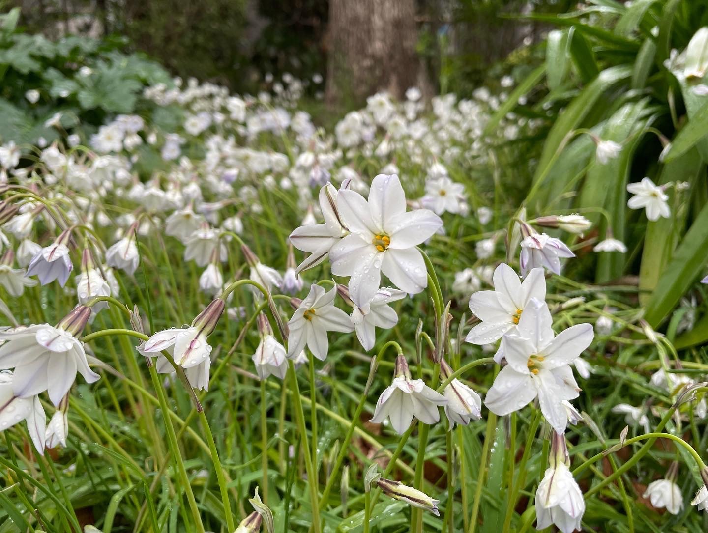 花ニラ ハナニラ の花言葉は 悲しい別れ Naoさんのモーメント Yamap ヤマップ