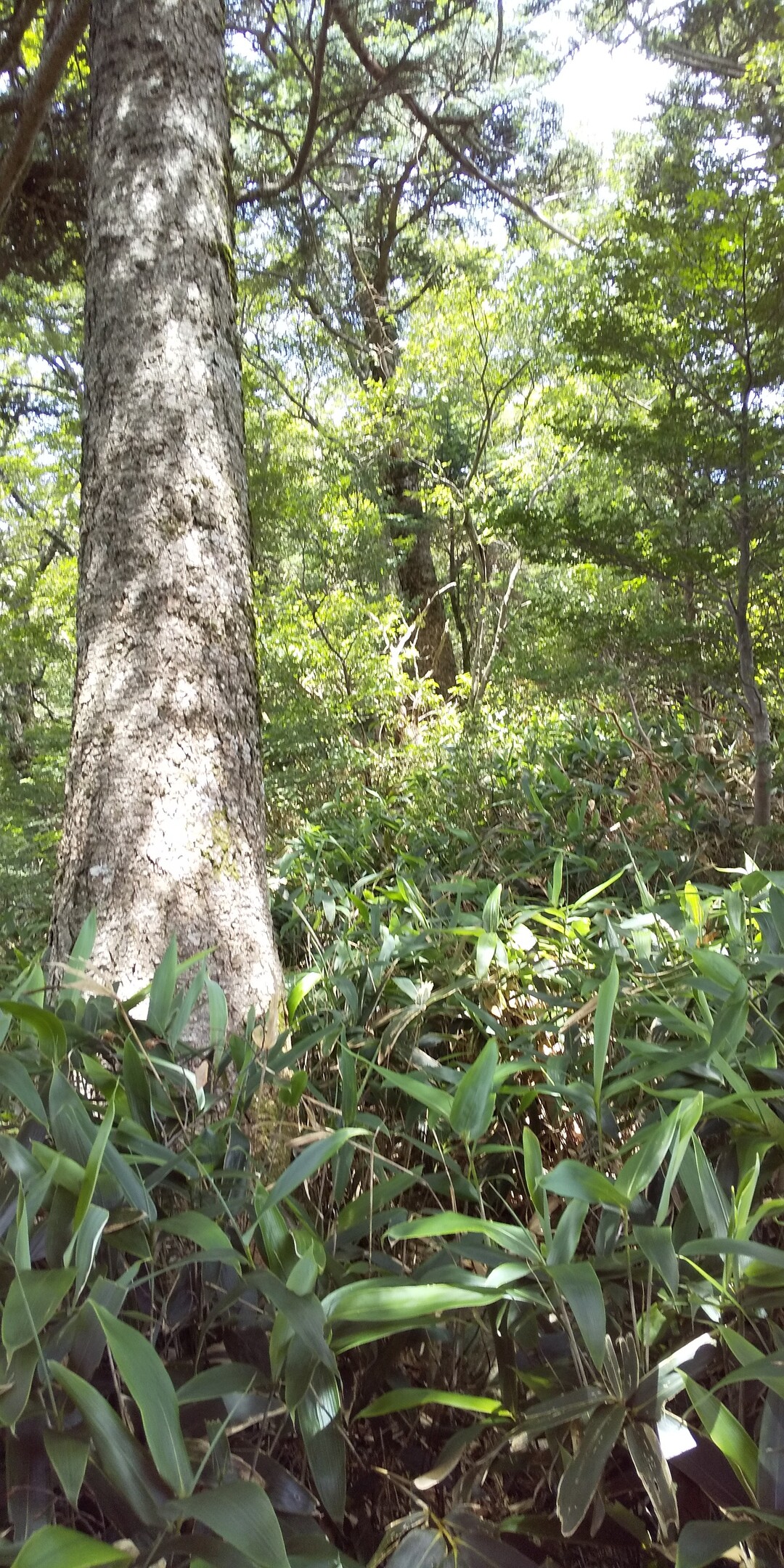 笹薮との戦い 五代ヶ森 19 08 11 Hideさんの石鎚山 堂ヶ森 二ノ森の活動日記 Yamap ヤマップ