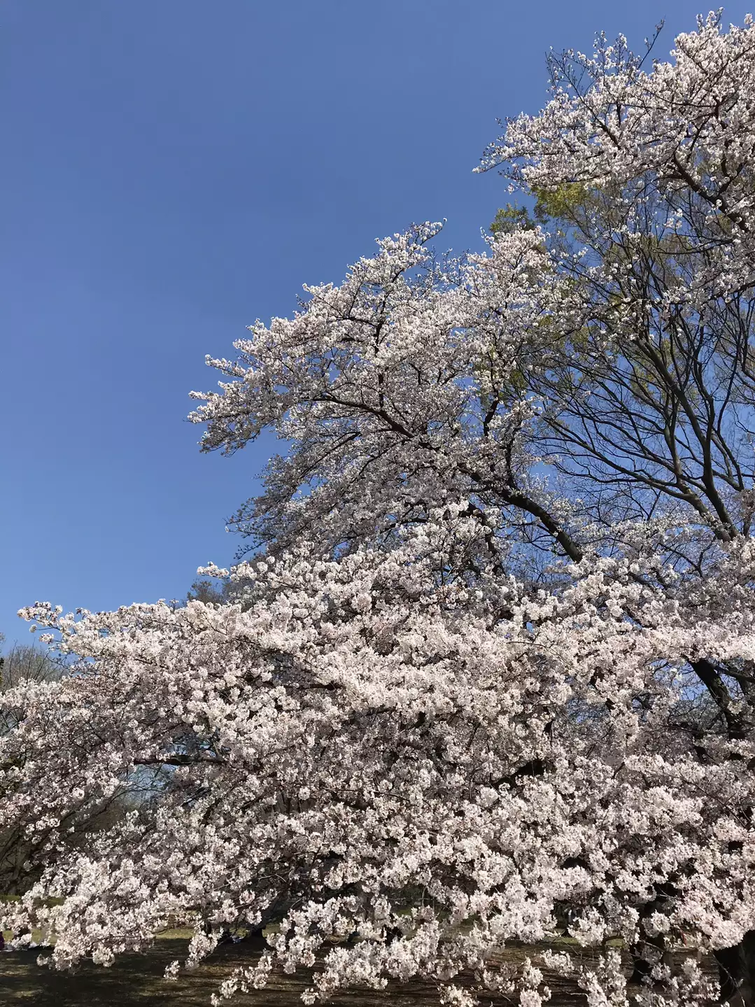 砧公園の桜と春の花を楽しむ / ずおずおむさんの東京都23区 西エリアの