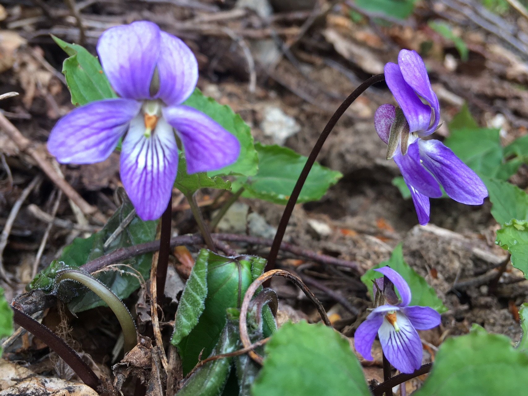 佐渡ヶ島 ドンデン山荘 金北山 白雲台 大佐渡山脈縦走ひとり旅 お花見 縦走 19 05 18 かま127さんの佐渡島の活動データ Yamap ヤマップ