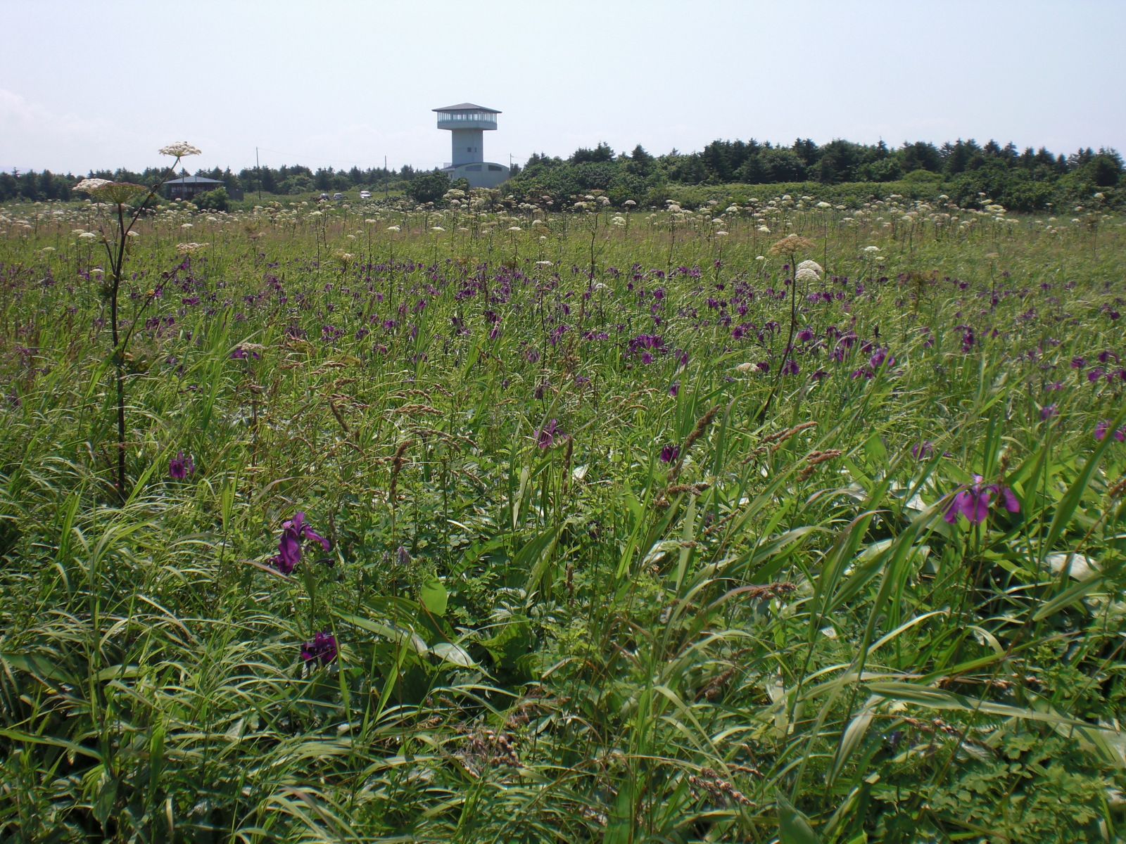 ベニヤ原生花園 11 07 28 へ さんの猿払村の活動データ Yamap ヤマップ