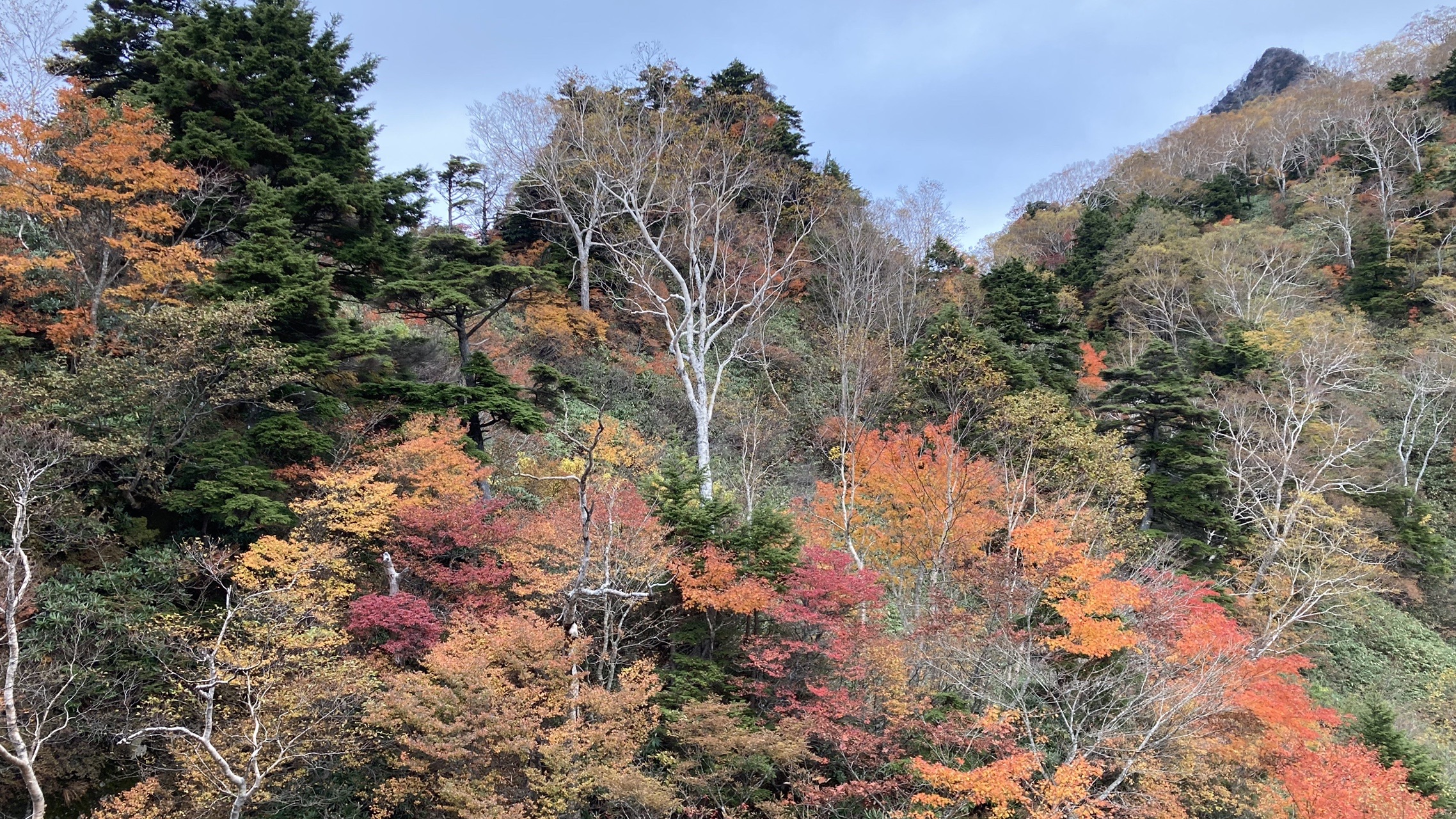 初武尊山 不動岳の鎖場で大興奮 しらさんの武尊山 鹿俣山 尼ヶ禿山の活動データ Yamap ヤマップ