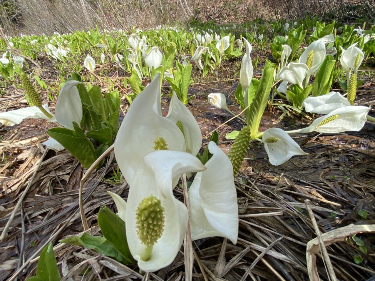 水芭蕉 の大嵐山14m 残雪も たかっさん55さんの鳴谷山の活動日記 Yamap ヤマップ