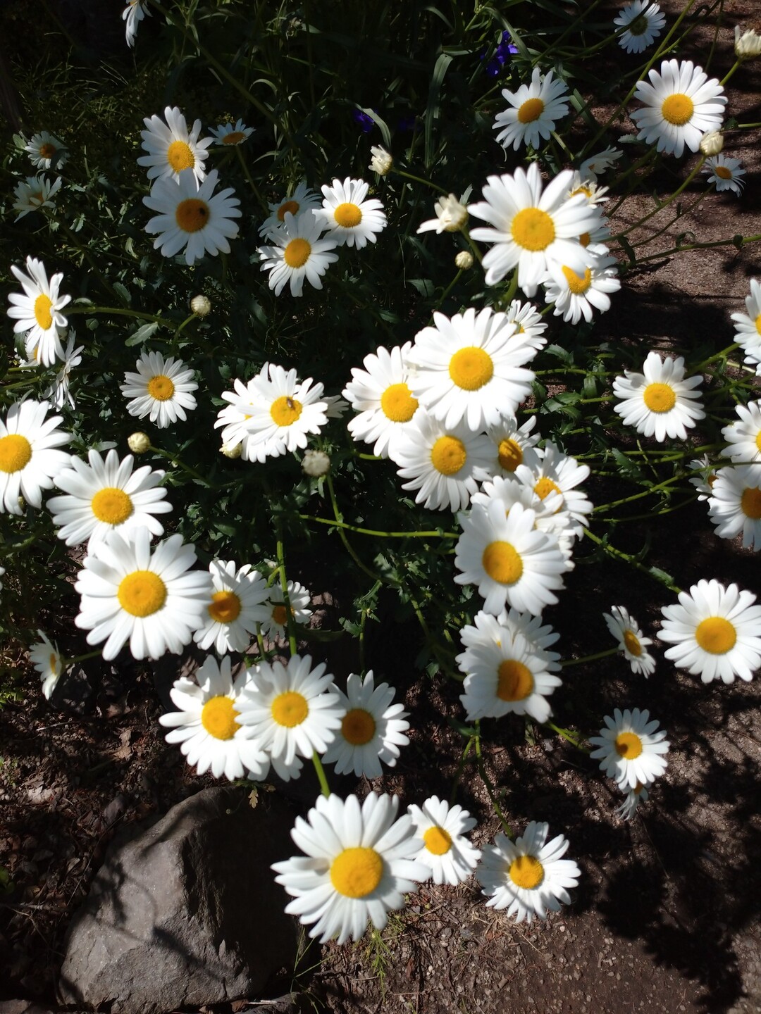 マーガレットのページ YAMAP / ヤマップ