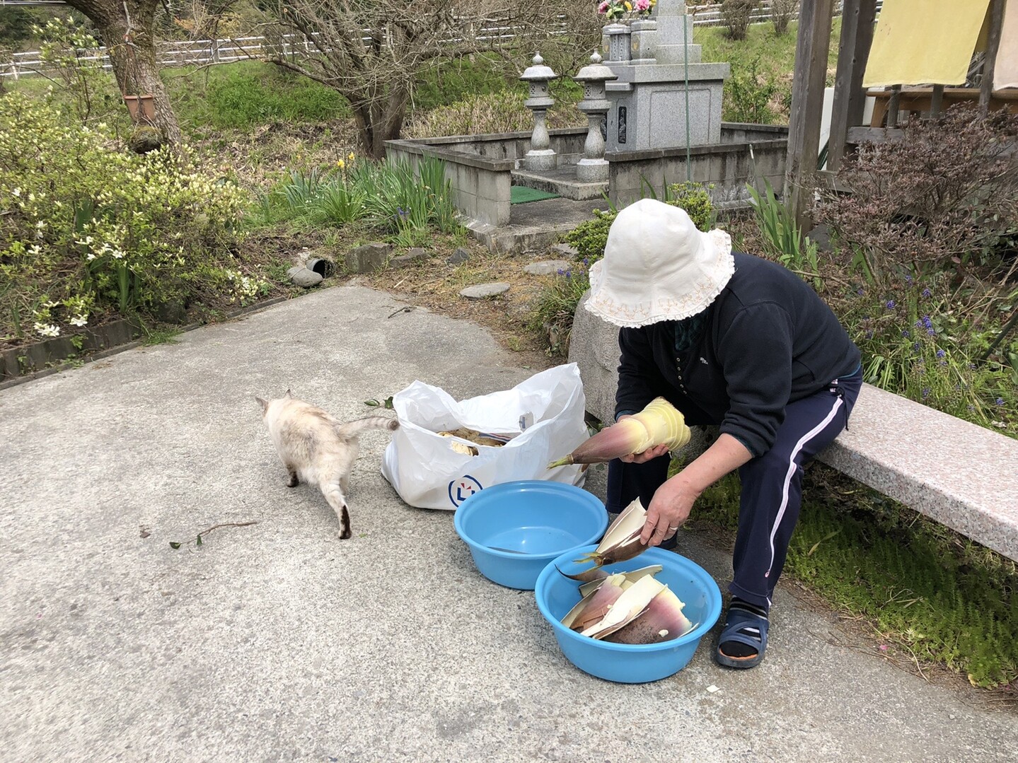 竹の子掘りでまさかのシュンラン発見 揺岳 祇園山の写真24枚目 帰宅後竹の子の皮を剥く Yamap ヤマップ