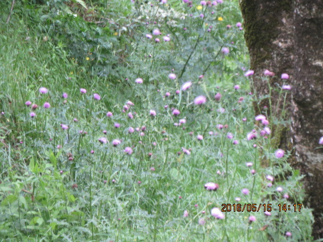 油山 荒平山 かささんの油山 荒平山 片縄山の活動日記 Yamap ヤマップ