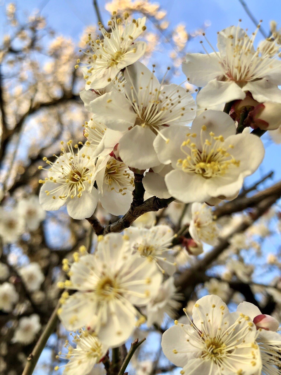 1000以上 小石川 植物園 梅 画像を検索してダウンロードする