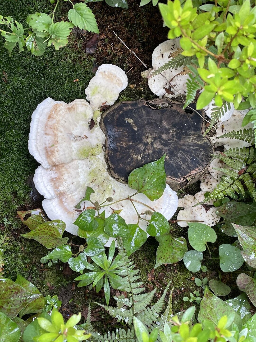 庭の切り株にサルノコシカケのようなキノコ... / 悠長花子さんのモーメント | YAMAP / ヤマップ