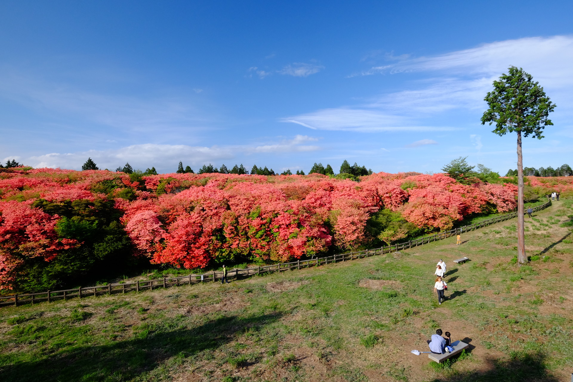 高越山 船窪つつじ公園 コータローさんの高越山の活動データ Yamap ヤマップ