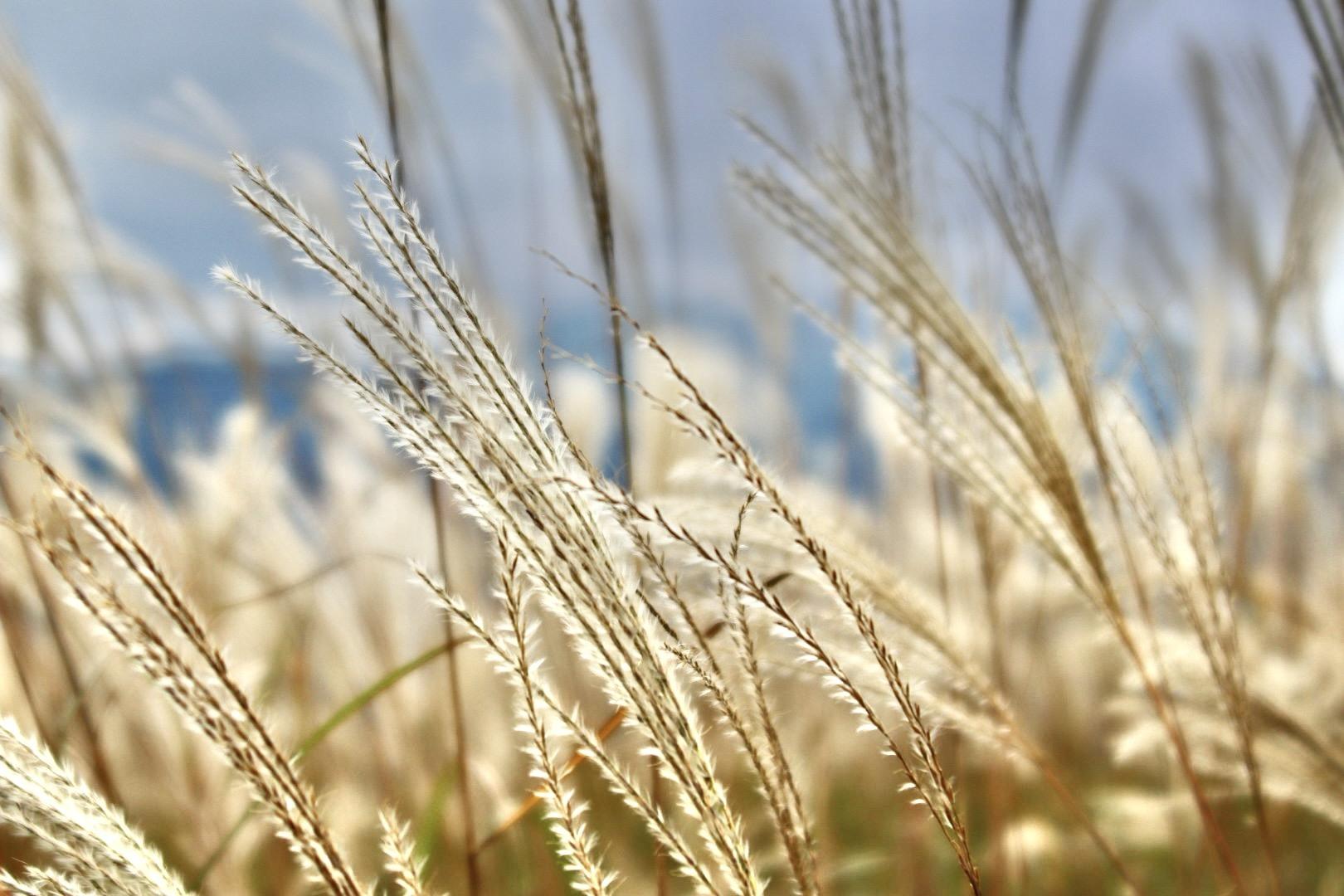 水越峠バス停-水越峠-葛城山 往復コースの地図・登山ルート・登