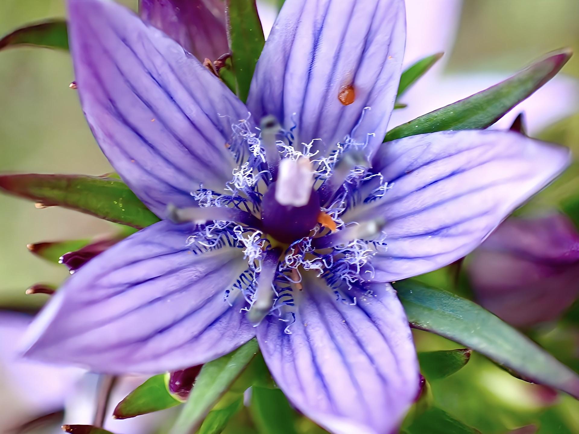 ムラサキセンブリ』 リンドウ科 セン / サンピカさんのモーメント