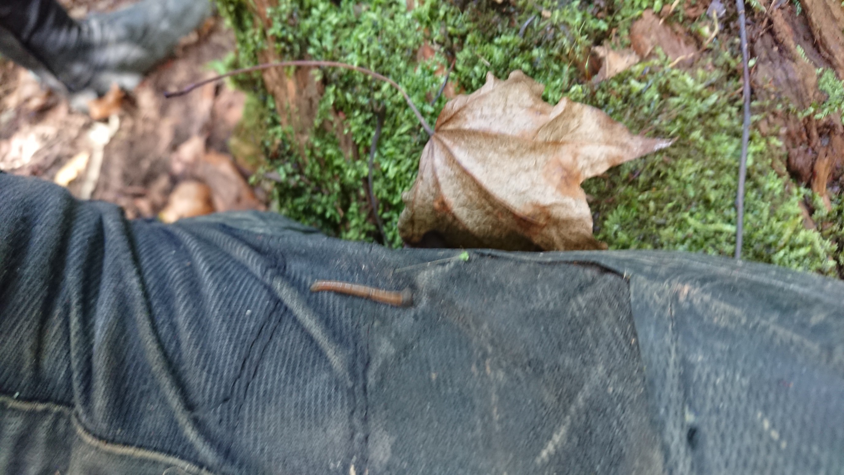 木六山・銀次郎山 ご存知ヤマビル