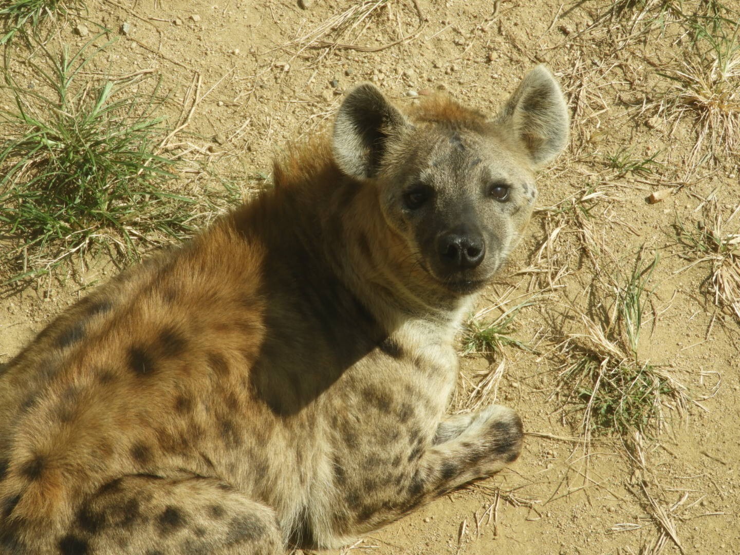天王寺動物園 串カツ 宿院ウォーキング ヒデボンさんの堺市の活動日記 Yamap ヤマップ