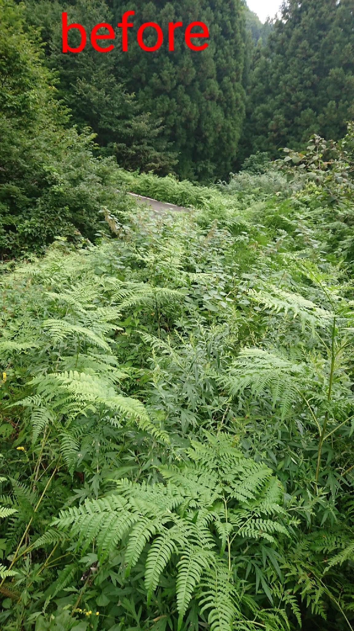 木六山・銀次郎山 １日前に下った時の写真