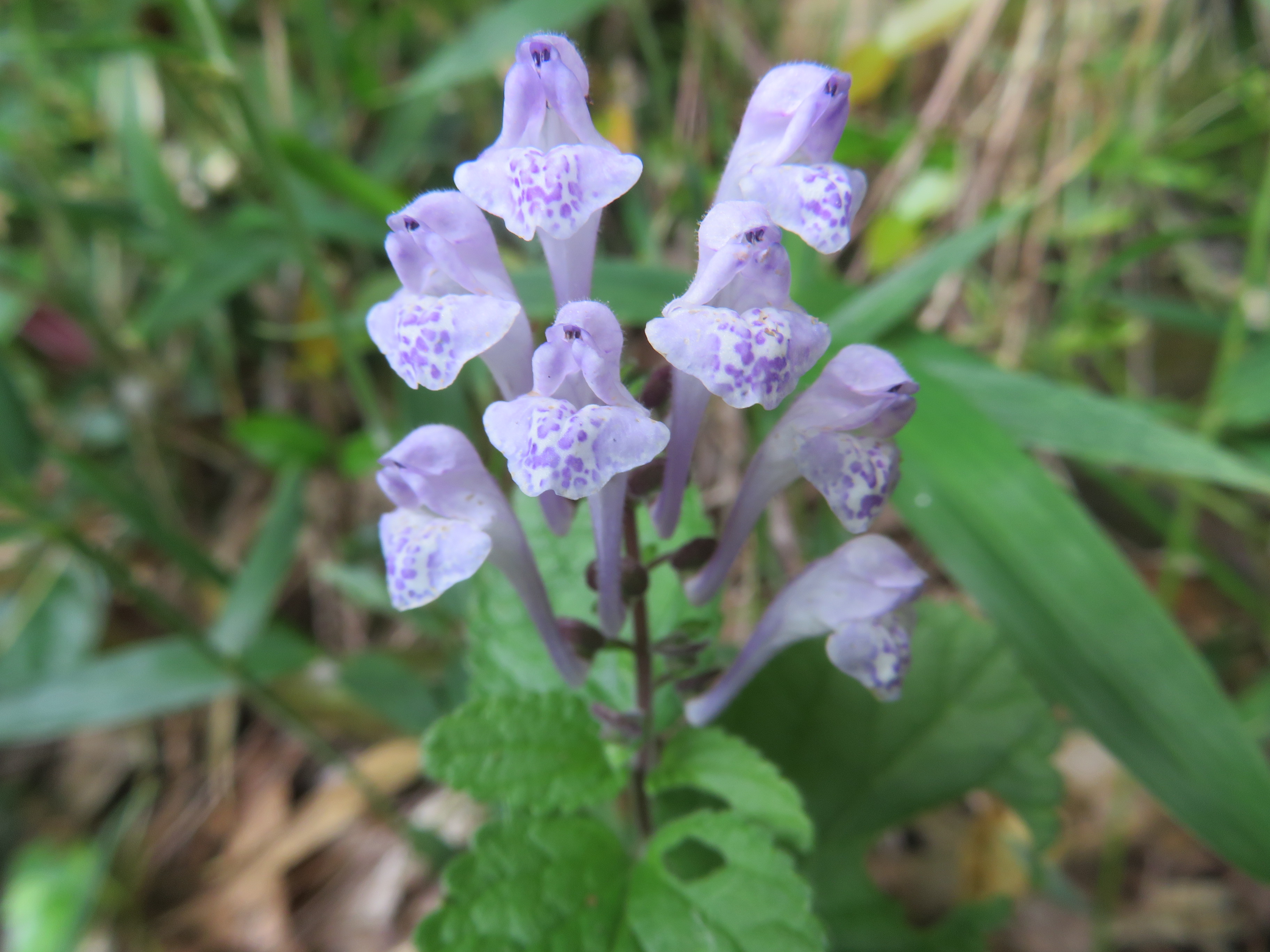 タツナミソウに会いに吉舎安田 げんちゃん Taka さんの三次市 広島県 東エリアの活動日記 Yamap ヤマップ