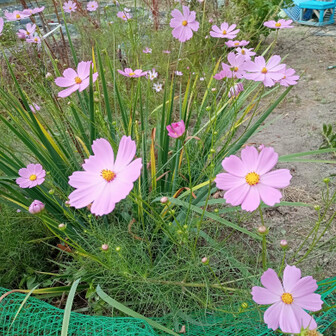 のんちゃんのページ YAMAP / ヤマップ