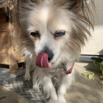 スーパー岩魚坊主。