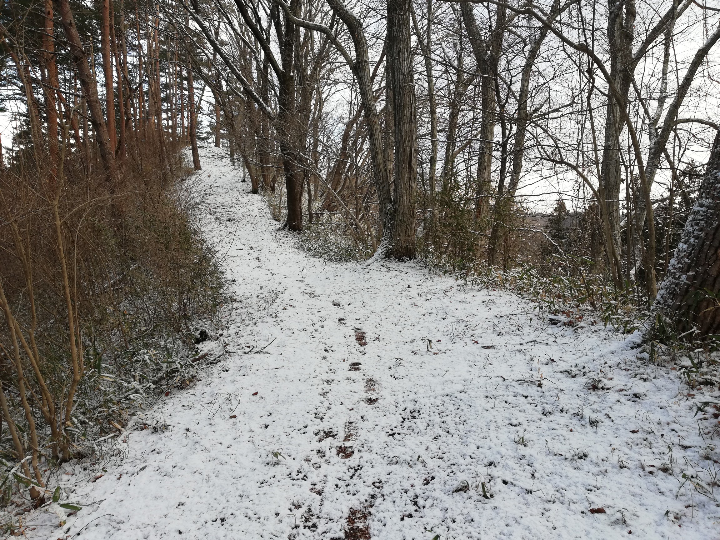 獣道にもなってるのね