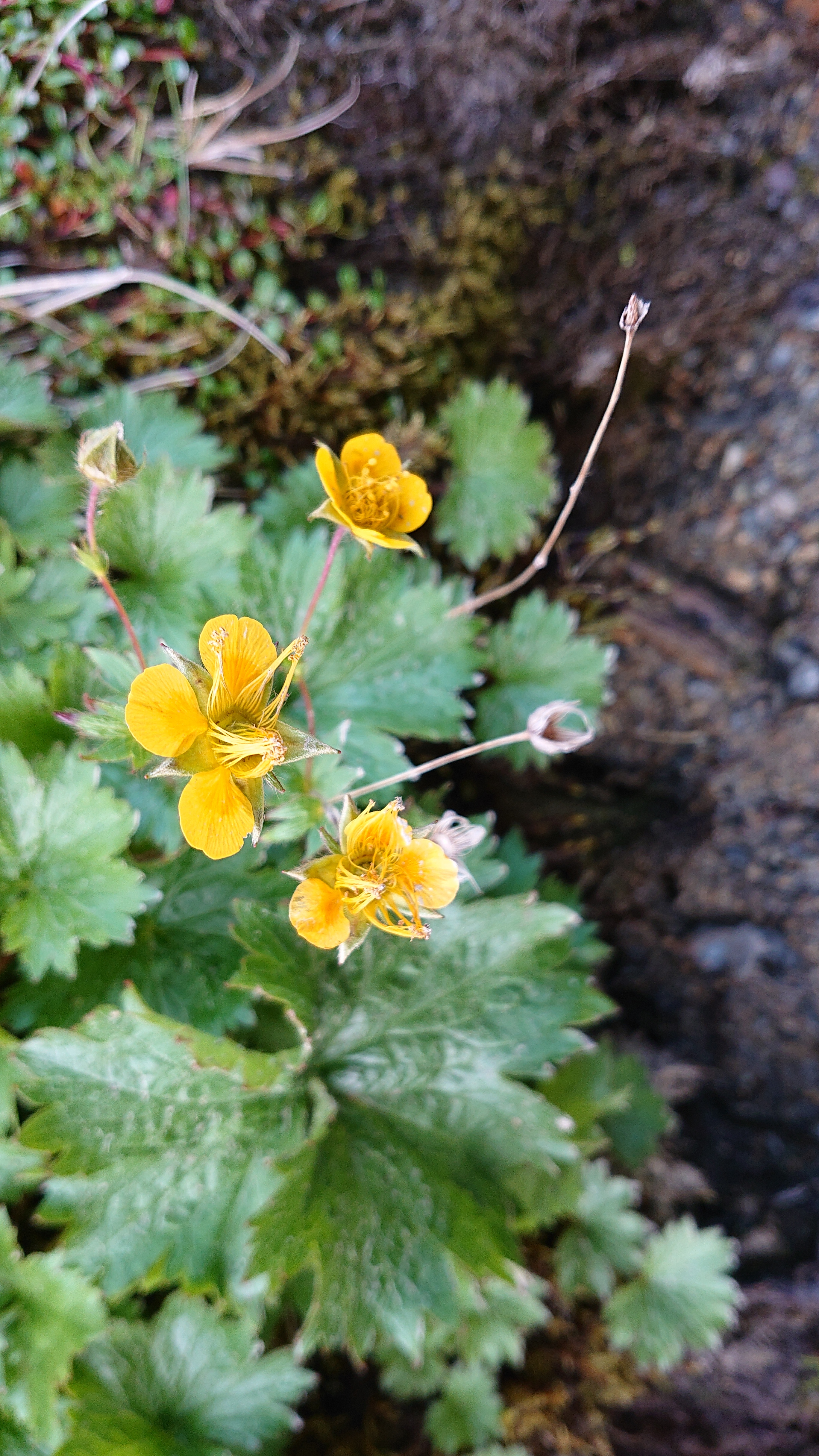 高山植物を求めて北岳 間ノ岳へ 19 8 6 8 よねさんの北岳 間ノ岳 農鳥岳の活動日記 Yamap ヤマップ