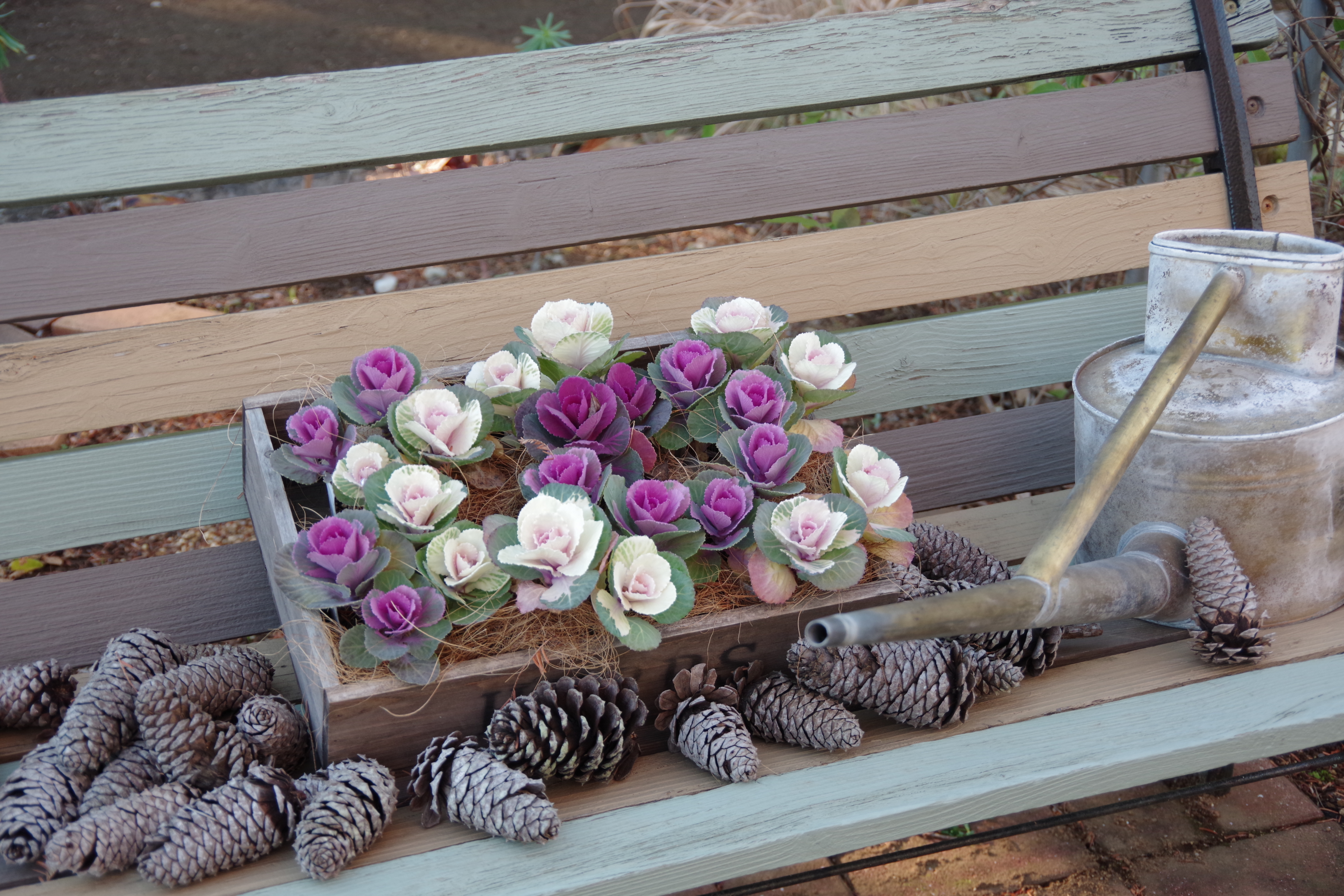 散策 筑波実験植物園 21 12 18 モトーァラートさんのつくば市の活動データ Yamap ヤマップ