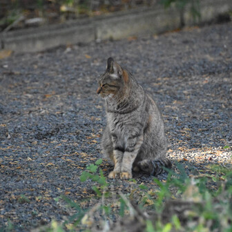 小虎の見送り、いってきます