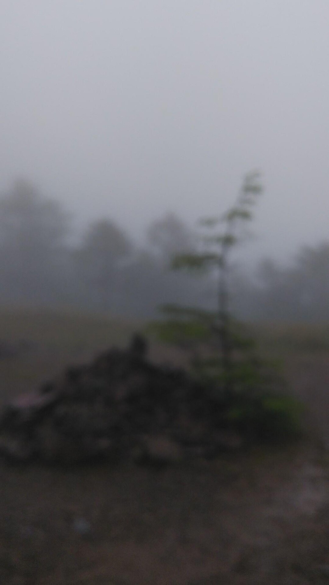 雨の大菩薩嶺 / デブチさんの大菩薩嶺・鶏冠山・大マテイ山の活動データ YAMAP / ヤマップ