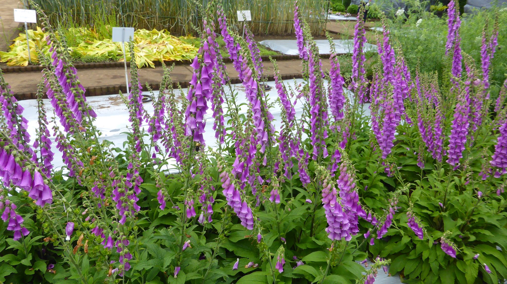 やっと開園 東京都薬用植物園 れおまるさんのウォーキングの活動データ Yamap ヤマップ