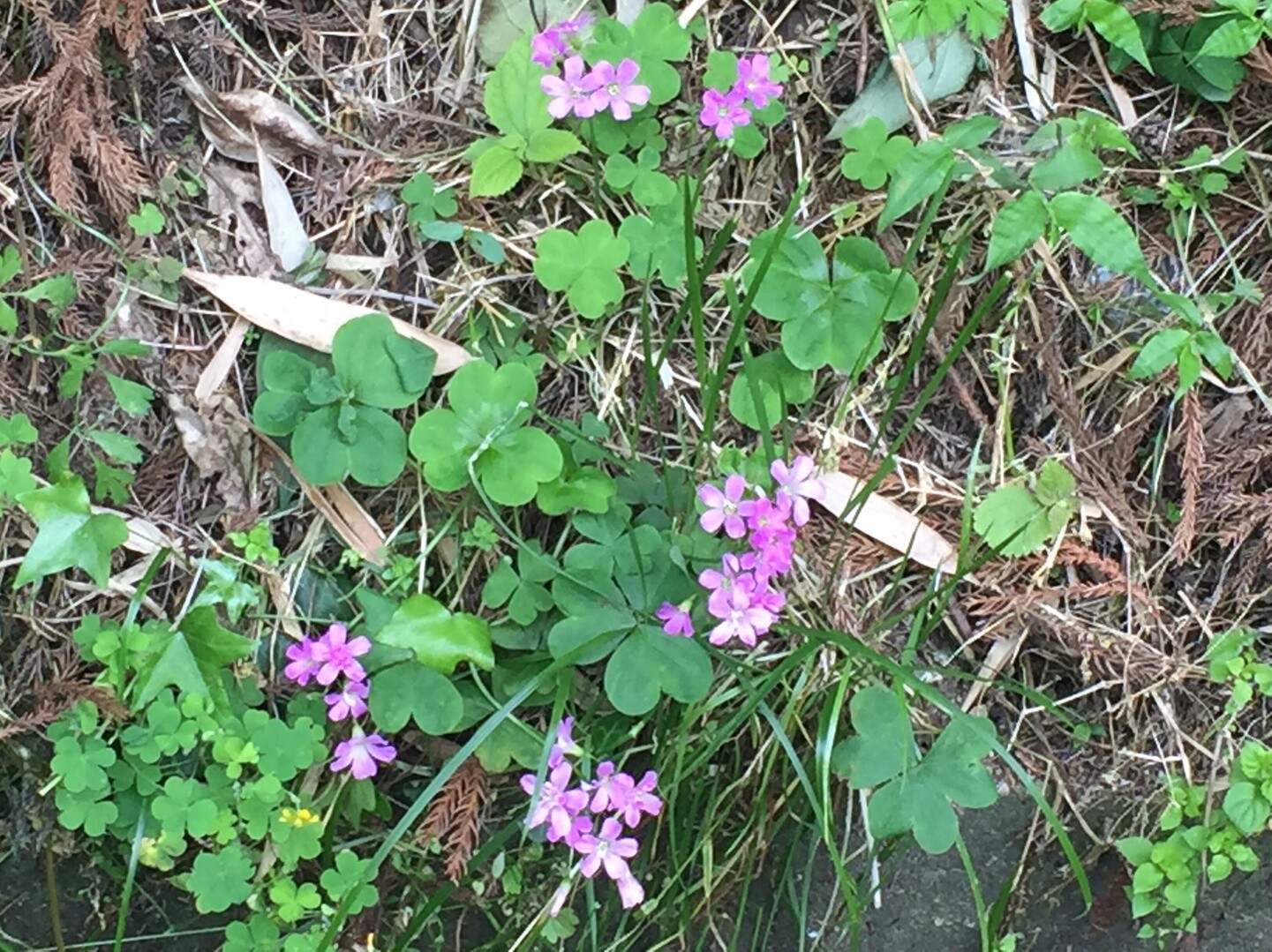 火山 ひやま 山頂からのぞむ糸島の絶景 もとききさんの糸島三都110キロウォークの活動日記 Yamap ヤマップ