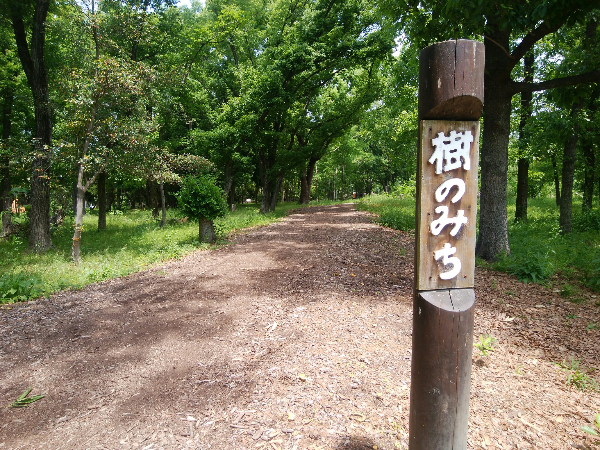 新緑萌ゆる大泉連山 Tuxさんの堺市の活動データ Yamap ヤマップ