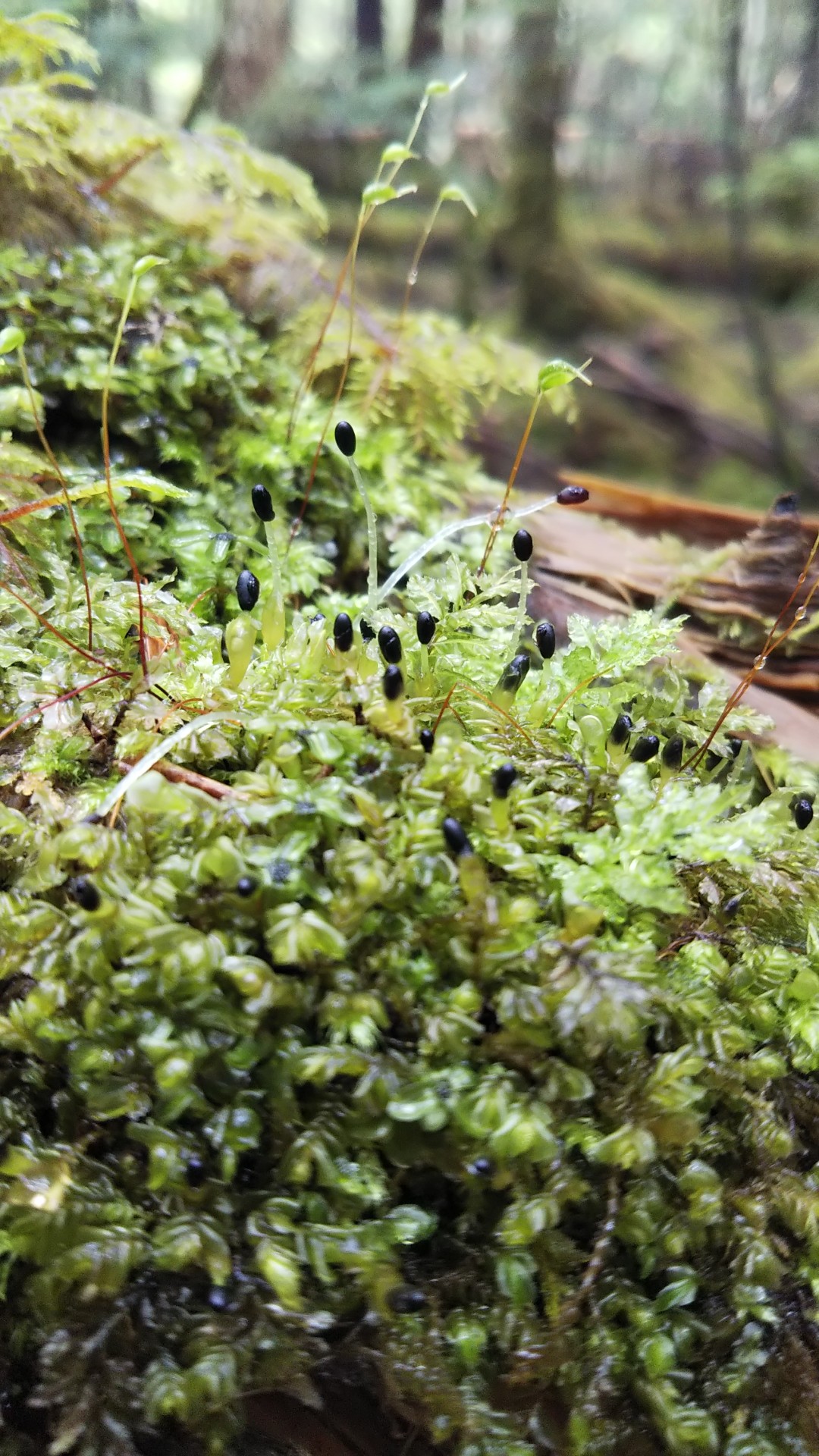 神秘と苔の森 ニュウで苔のお勉強 Yukiさんの八ヶ岳 赤岳 硫黄岳 天狗岳 の活動日記 Yamap ヤマップ