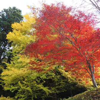 寄り添う🤗　この図を想定して植えたのでしょうか🤔