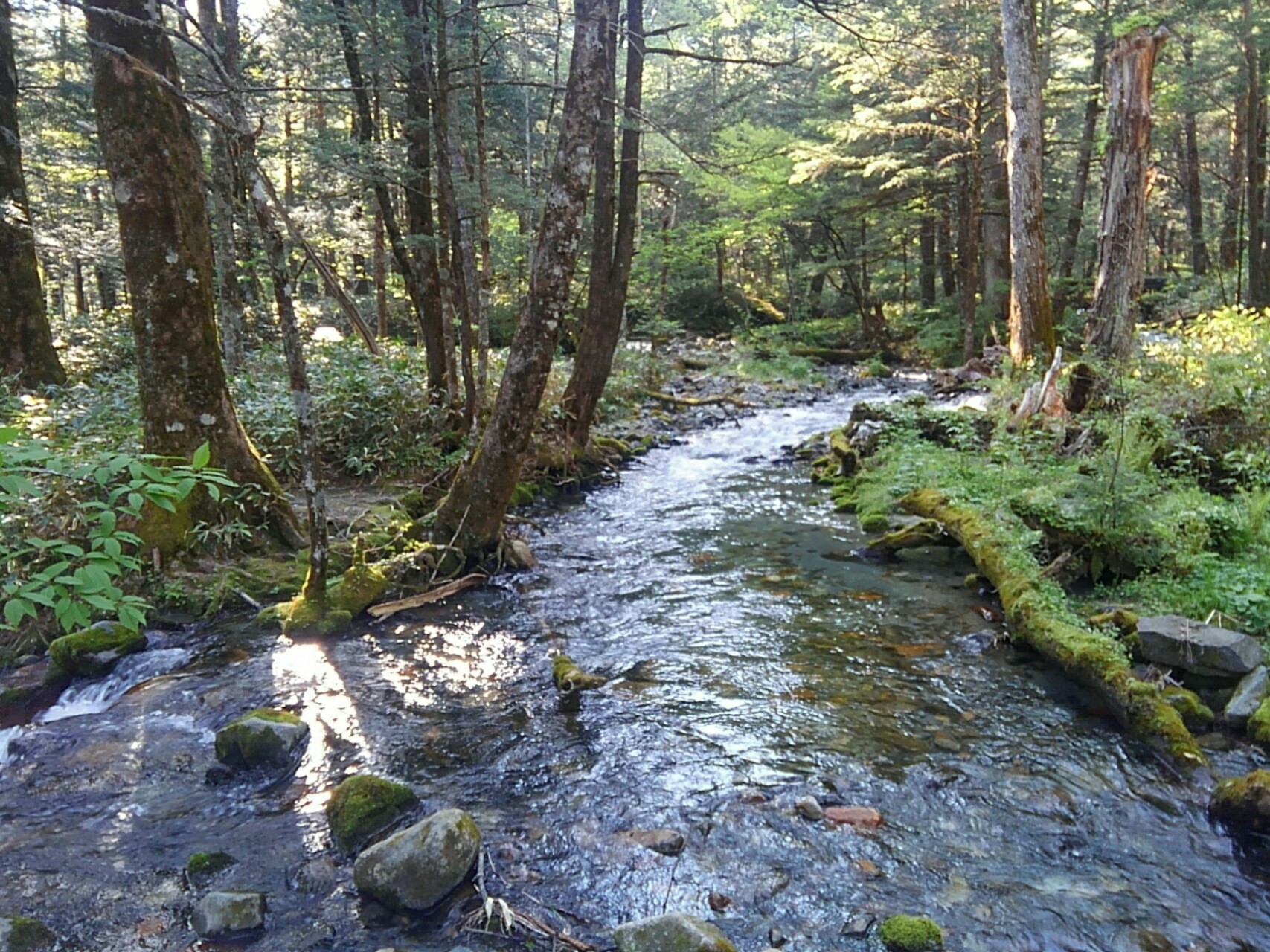 槍ヶ岳・穂高岳・上高地 苔むす清流