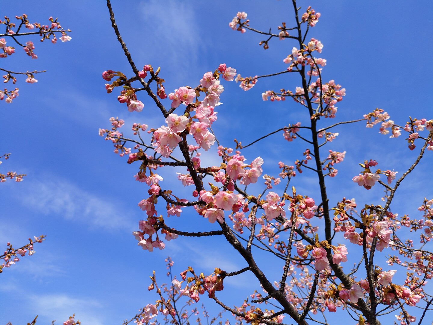 萩しーまーと近くの親水公園の河津桜が咲き 風待人さんのモーメント Yamap ヤマップ