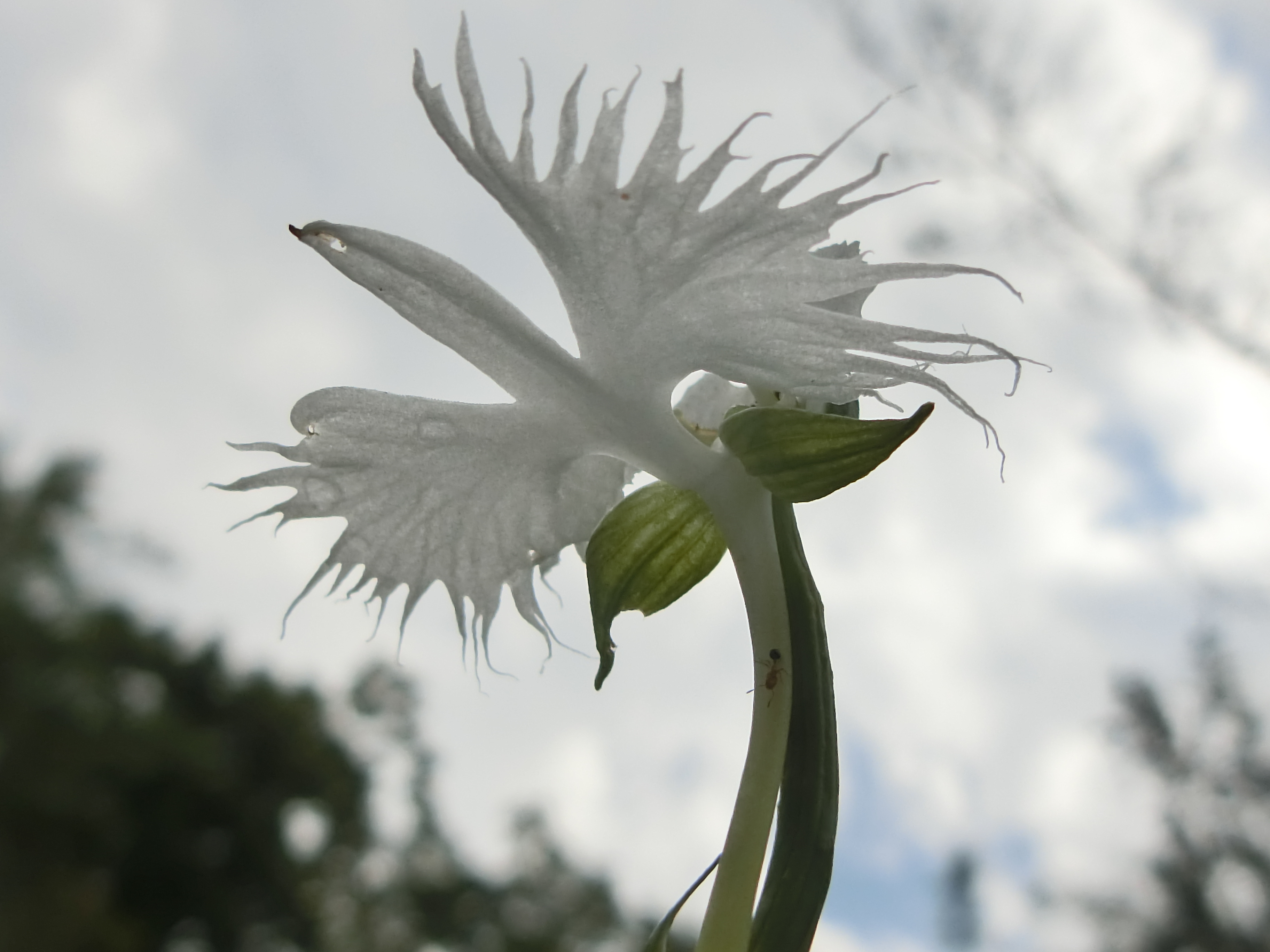 三田の滝と花 Chakkinさんの北摂里山トレイル 三田市エリア の活動データ Yamap ヤマップ