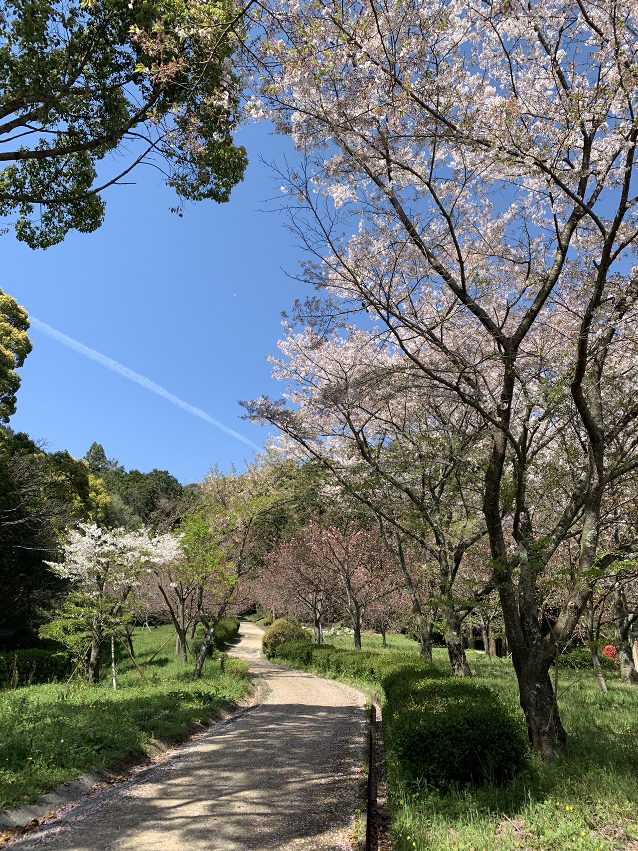 坂本八幡宮から 市民の森 花見散歩 Kazupikoさんの太宰府市の活動データ Yamap ヤマップ