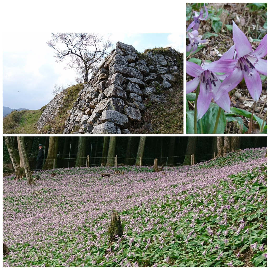 清住かたくりの里 黒井城跡 おけいさんの向山 丹波市 清水山の活動データ Yamap ヤマップ