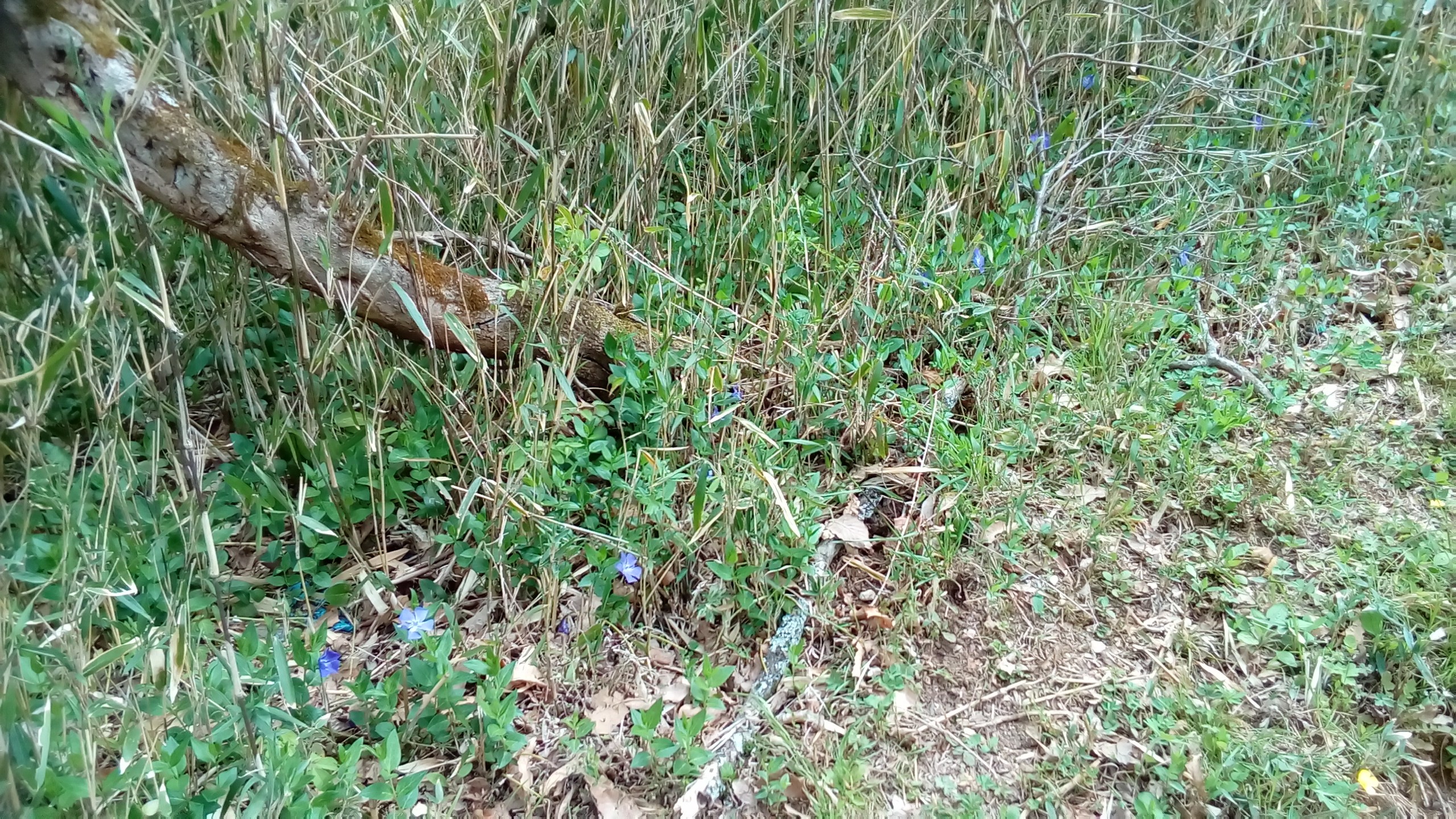 伊吹山に花を見にいった 19 04 23 Ootakahiko さんの伊吹山 伊吹高原 御座峰の活動日記 Yamap ヤマップ