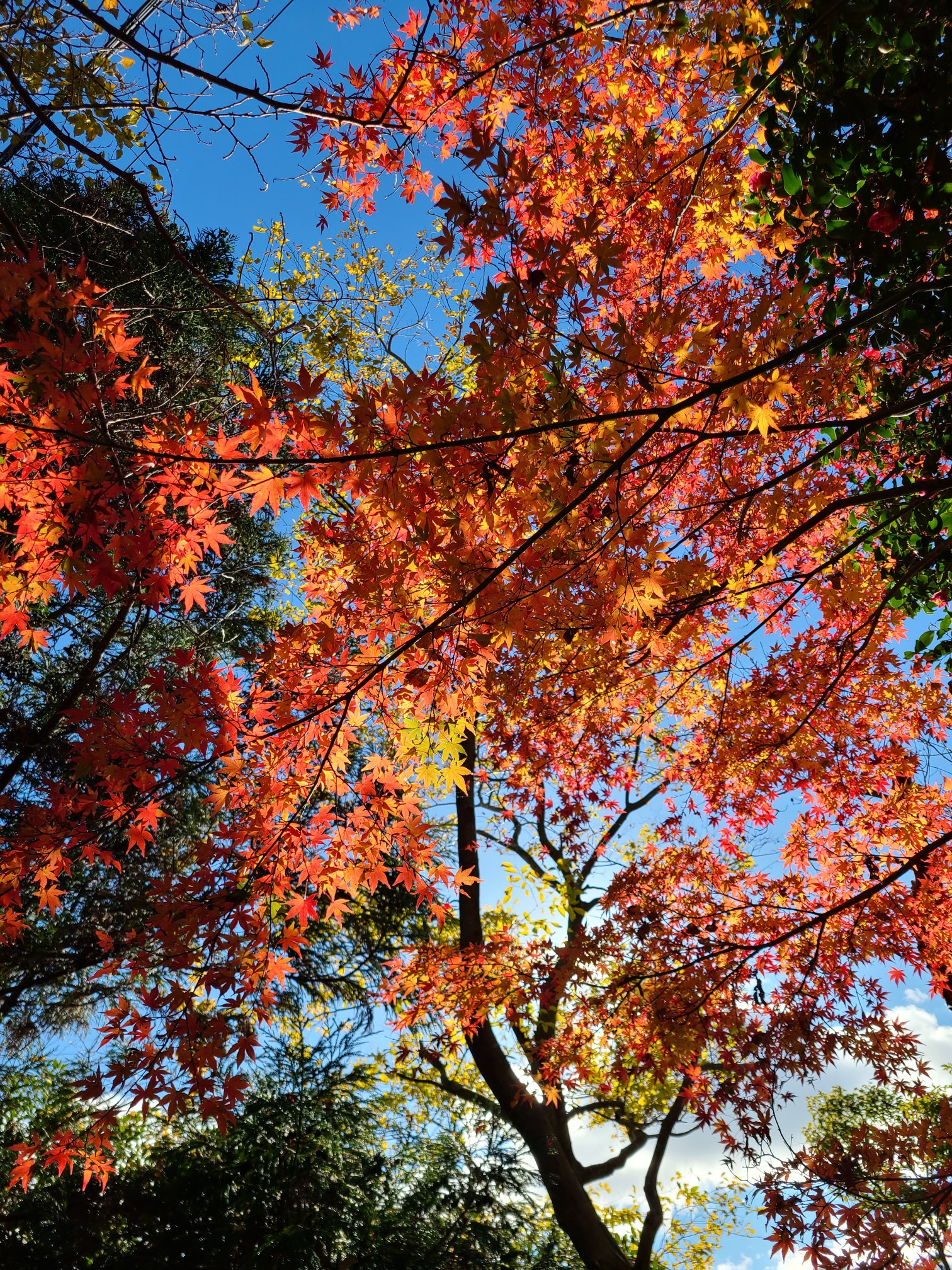六甲縦走part1 須磨浦公園 鵯越駅 鉢伏山 旗振山 鉄拐山 高倉山 栂尾山 横尾山 東山 高取山西峰 高取山 ナオさんの六甲山 長峰山 摩耶山の活動日記 Yamap ヤマップ