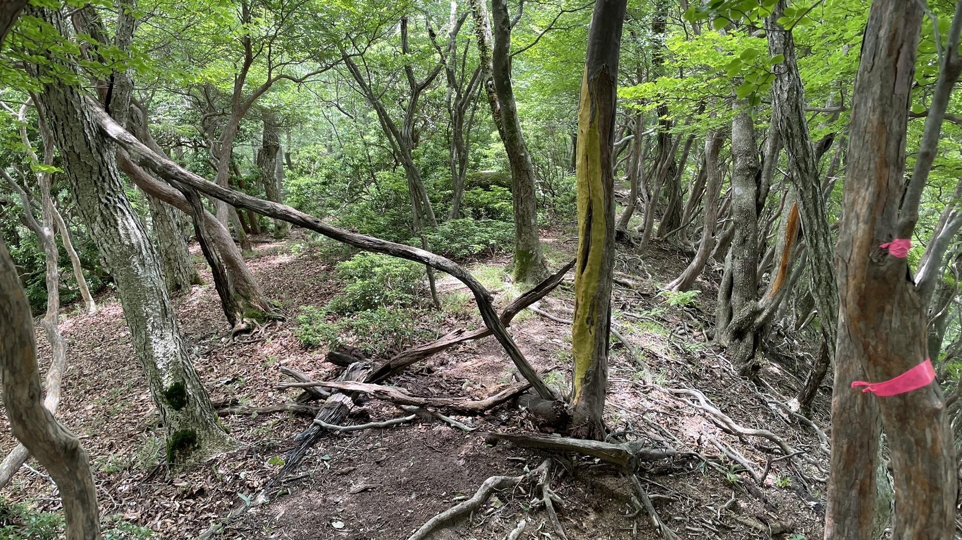 ゴメス0712さんの投稿したフィールドメモ YAMAP / ヤマップ