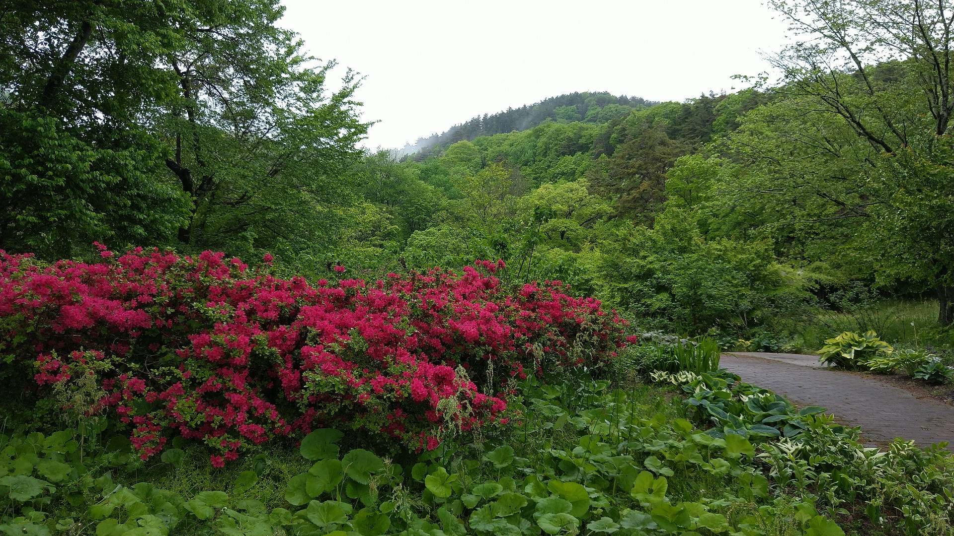 長野市恐竜公園から植物園 茶臼山 Toraさんの長野市の活動データ Yamap ヤマップ